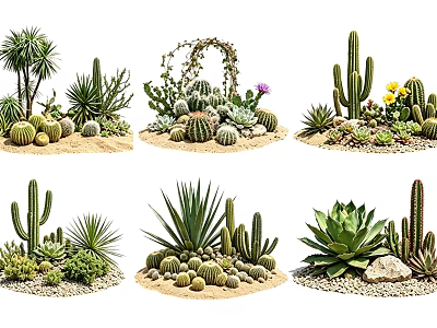 Decorative Cactus and Succulent Plant Combinations with Sand Stones and Small Flowers 3d model