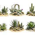 Decorative Cactus and Succulent Plant Combinations with Sand Stones and Small Flowers