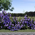 Vibrant Purple Flower Bushes With Lush Trees Fence And Blue Sky Background
