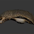 Brown Spiky Reptile With Rough Textured Skin On Dark Reflective Surface