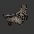 Detailed White Human Pelvis Model on Dark Background for Anatomical Study