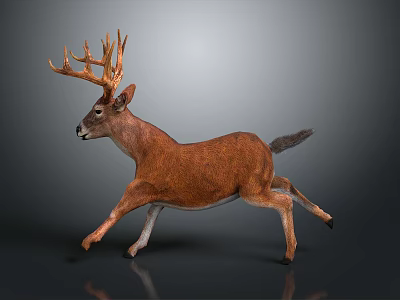 Realistic Brown Deer Running With Large Antlers On Gray Background 3d model