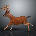 Realistic Brown Deer Running With Large Antlers On Gray Background