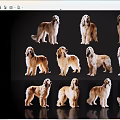 Afghan Hound Dogs In Various Poses With Light Brown White Fur On Black Background