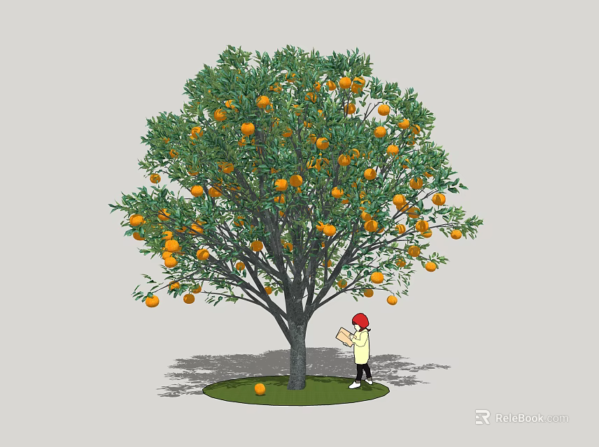 Orange Tree With Ripe Oranges And Green Leaves As Person Harvests Fresh Fruits 3d model 
