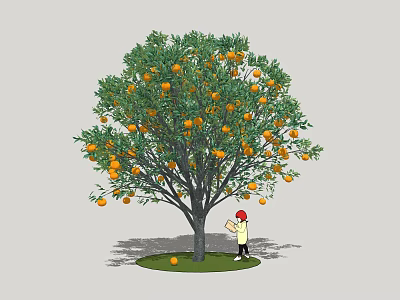 Orange Tree With Ripe Oranges And Green Leaves As Person Harvests Fresh Fruits 3d model