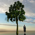 Tall Arbor With Green Leaves Yellow Fruits Near Person Under Sunset Sky Water Reflection