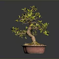 Bonsai Plant With Green Yellow Leaves Brown Trunk In Red Pebble Pot On Gray Background