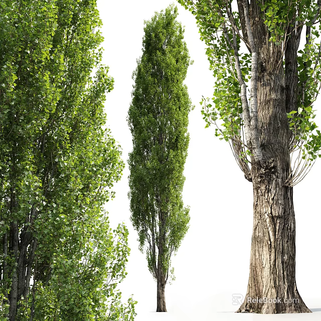 Various Types of Arbor Trees With Lush Green Leaves and Textured Trunks 3d model 
