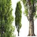 Various Types of Arbor Trees With Lush Green Leaves and Textured Trunks