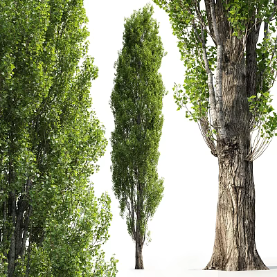 Modern Tree Landscape Arbor White Poplar Landscape Courtyard Garden Trees Street Trees Landscape Trees Garden Trees Trees 3d model