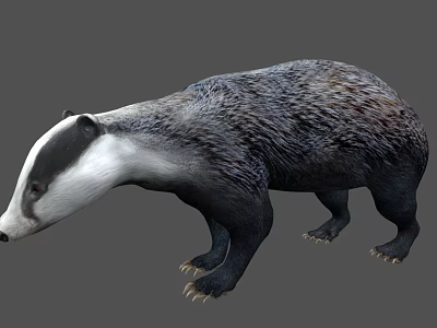 Realistic Badger 3D Model With Gray And White Fur And Detailed Body Structure 3d model