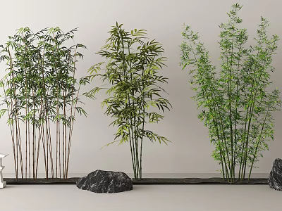 Different Bamboo Varieties for Decoration in Minimalist Interior With Rocks 3d model