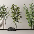 Different Bamboo Varieties for Decoration in Minimalist Interior With Rocks
