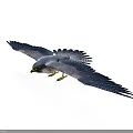 Falcon With Spreading Wings Blue Gray Feathers And Yellow Talons On White Background