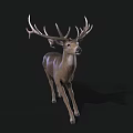 A white-tailed deer with large branched antlers running on black background in dynamic motion