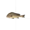Detailed View of Brown Spotted Aquatic Fish Isolated on Black Background