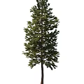 pine tree 3d model