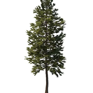 pine tree 3d model