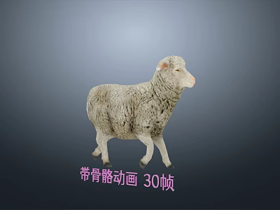 3D Sheep Model With Skeletal Animation At 30 Frames Per Second 3d model