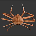 Vibrant Red King Crab With Long Legs And Orange Shell On Gray Background 3d model