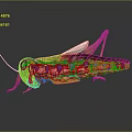 Detailed 3D Rendering of Grasshopper Anatomical Structure with Internal Organs and External Hairs