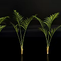 Elegant Green Potted Plants With Feathery Leaves And Slender Stems For Indoor Decor
