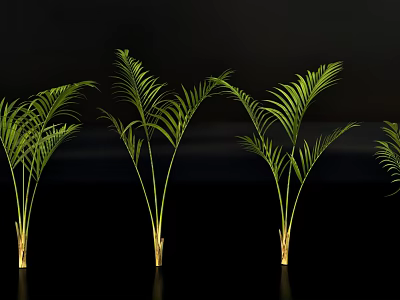 Elegant Green Potted Plants With Feathery Leaves And Slender Stems For Indoor Decor 3d model