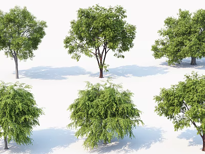 Collection of Six Different Shaped Arbor Trees Featuring Green Foliage on White Background with Shadows 3d model