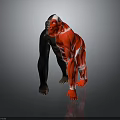 Gorilla 3D Model Displaying Muscular Organs And Black Fur Features