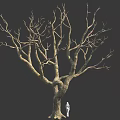 Tall Leafless Tree With Thick Trunk And Many Branches Near Small White Figure