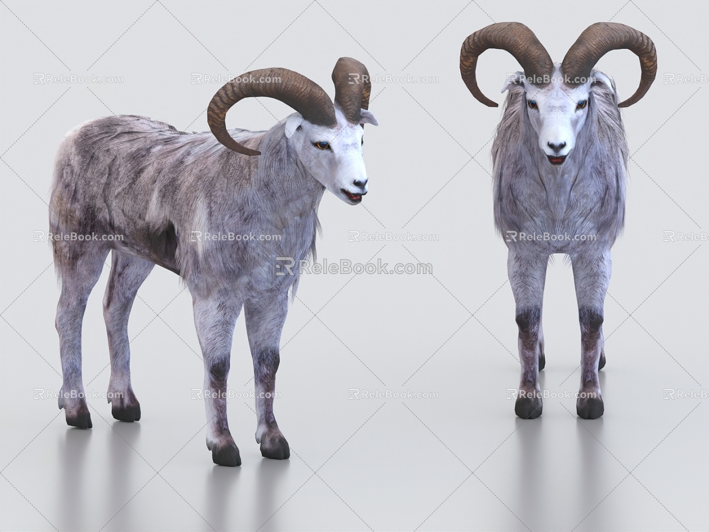 sheep goat lamb 3d model