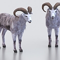 sheep goat lamb 3d model