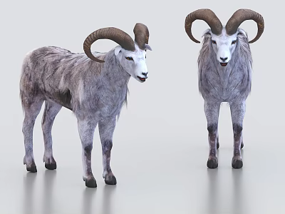 Two Bighorn Sheep With Large Curved Horns 3d model Two Bighorn Sheep With Large Curved Horns 3d model