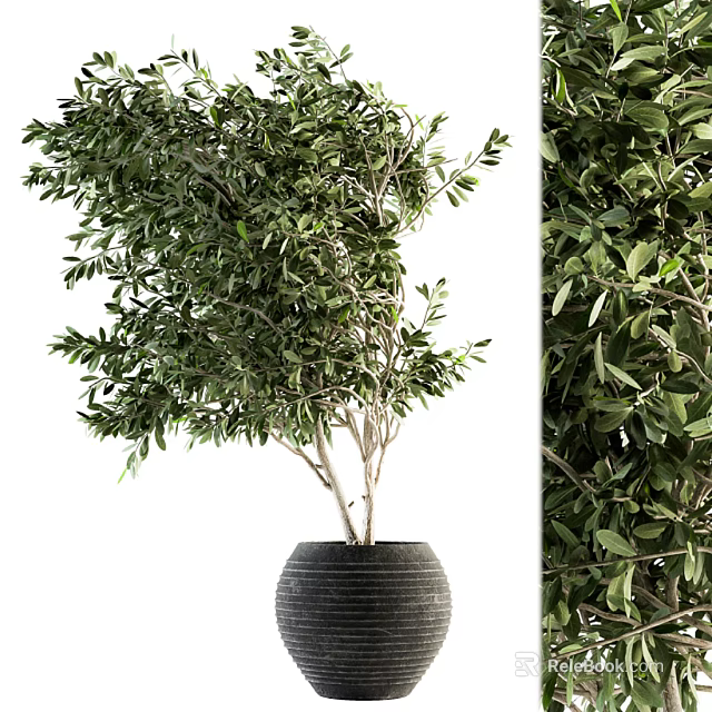 Lush Green Olive Tree Bonsai Plant in Textured Black Decorative Pot 3d model 