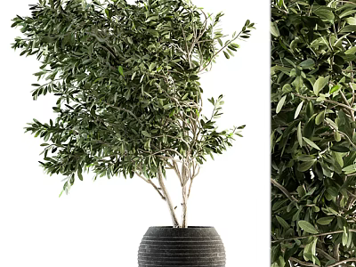 Lush Green Olive Tree Bonsai Plant in Textured Black Decorative Pot 3d model