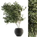 Lush Green Olive Tree Bonsai Plant in Textured Black Decorative Pot