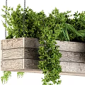 Wooden Hanging Basket With Lush Green Plants And Trailing Foliage Suspended By Chains