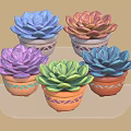 Colorful Succulent Plants in Decorative Pots on Transparent Tray for Indoor Garden Decoration