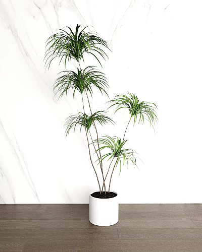Elegant Green Bonsai Plant With Long Leaves For Indoor Home Decorative 3d model