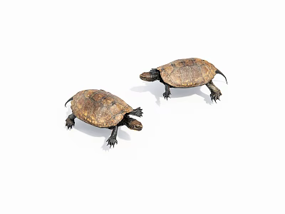 Two Reptile Turtles With Brown Shells Moving Slowly On White Surface 3d model