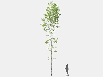 Tall Arbor With Slender White Trunk And Fresh Green Leaves Near Person Standing 3d model
