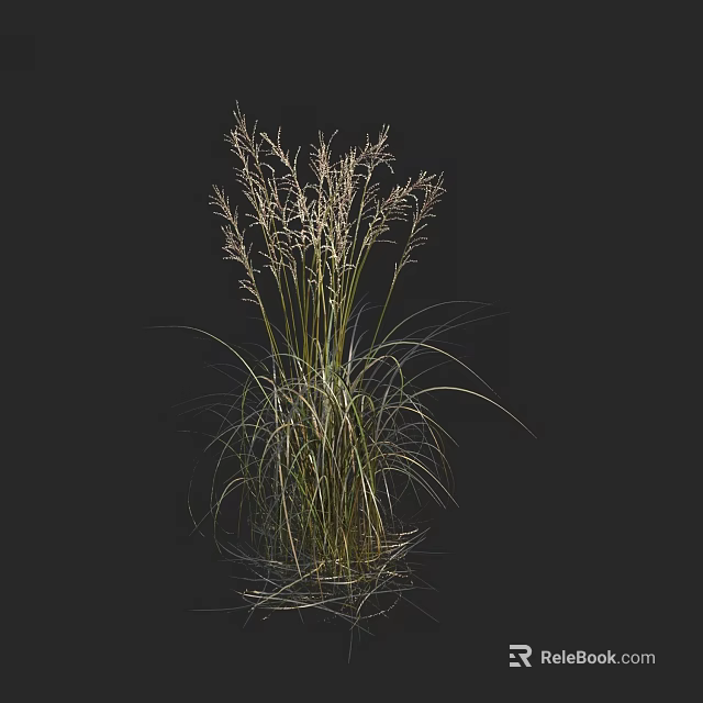 Tall Ornamental Grass With Long Green Leaves And Feathery Plumes In Garden 3d model 