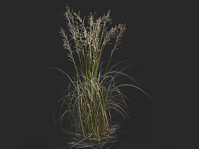 Tall Ornamental Grass With Long Green Leaves And Feathery Plumes In Garden 3d model