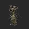 Tall Ornamental Grass With Long Green Leaves And Feathery Plumes In Garden