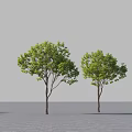 Two Arbor Trees With Green Leaves And Brown Trunks On Gray Paved Ground 3d model