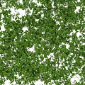 Lush Green Vines With Dense Leaves For Natural Fresh Background Decor