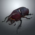Shiny Dark Beetle With Horned Head And Detailed Leg Structure On Gray Background