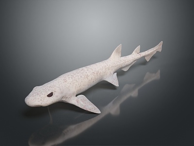 Modern shark great white shark whale shark hammerhead shark 3d model