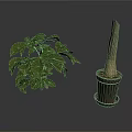 Indoor Green Leafy Plant And Potted Stem Plant In Simple Containers